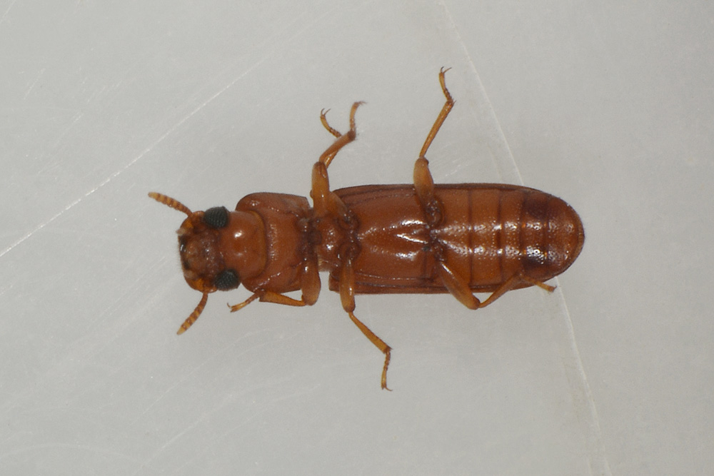 Latheticus oryzae (Tenebrionidae).